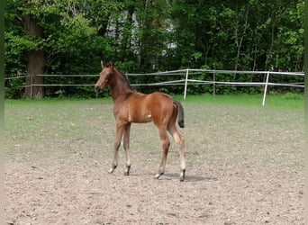 Trakehner, Stallion, , 16,2 hh, Bay-Dark