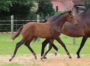 Trakehner, Stallion, , 16,2 hh, Bay-Dark