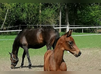 Trakehner, Stallion, , 16,2 hh, Bay-Dark