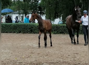 Trakehner, Stallion, Foal (03/2025), 16,2 hh, Bay-Dark