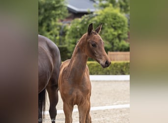 Trakehner, Stallion, , 16,2 hh, Bay-Dark