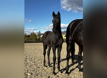 Trakehner, Stallion, Foal (05/2025), 16,2 hh, Black