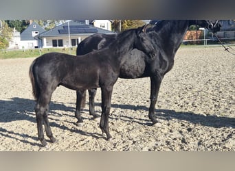 Trakehner, Stallion, Foal (05/2025), 16,2 hh, Black