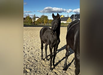 Trakehner, Stallion, Foal (05/2025), 16,2 hh, Black