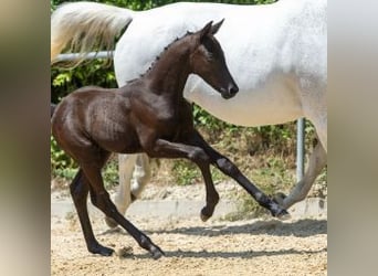 Trakehner, Stallion, , 16,2 hh, Black
