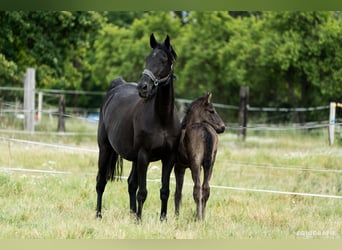 Trakehner, Stallion, Foal (05/2025), 16,2 hh, Black