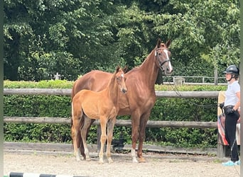 Trakehner, Stallion, , 16,2 hh, Chestnut-Red