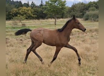 Trakehner, Stallion, Foal (05/2025), 16,2 hh, Grey