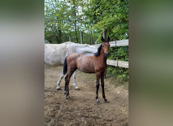 Trakehner, Stallion, Foal (05/2025), 16,2 hh, Grey