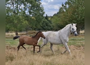 Trakehner, Stallion, Foal (05/2025), 16,2 hh, Grey