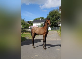 Trakehner, Stallion, Foal (05/2025), 16,2 hh, Grey