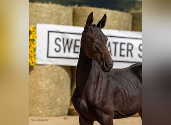 Trakehner, Stallion, Foal (03/2025), 16,2 hh