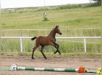 Trakehner, Stallion, Foal (03/2026), Bay-Dark