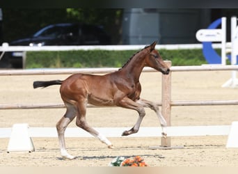 Trakehner, Stallion, Foal (04/2026), Bay-Dark
