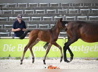 Trakehner, Stallion, Foal (06/2026), Bay-Dark