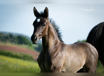 Trakehner, Stallion, Foal (04/2023), Bay-Dark