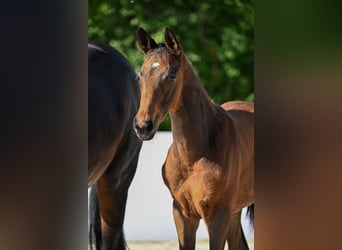 Trakehner, Stallion, Foal (03/2026), Bay-Dark
