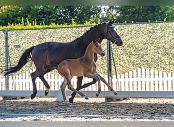 Trakehner, Stallion, Foal (06/2026), Bay-Dark