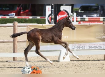 Trakehner, Stallion, Foal (05/2026), Bay-Dark