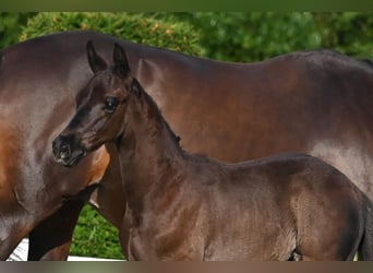 Trakehner, Stallion, Foal (05/2024), Bay-Dark