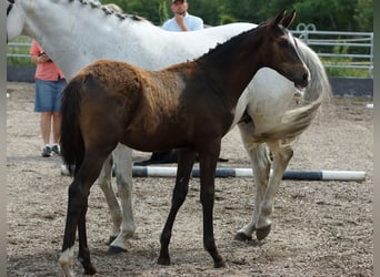 Trakehner, Stallion, Foal (03/2026), Bay-Dark