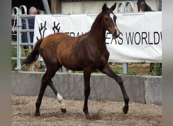 Trakehner, Stallion, Foal (03/2026), Bay-Dark