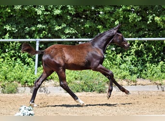 Trakehner, Stallion, Foal (01/2026), Black