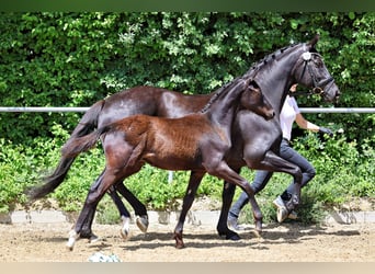 Trakehner, Stallion, Foal (01/2026), Black