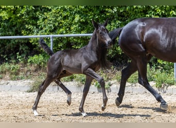 Trakehner, Stallion, , Black