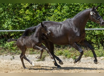 Trakehner, Stallion, , Black