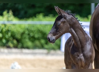 Trakehner, Stallion, , Black