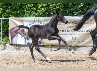 Trakehner, Stallion, , Black
