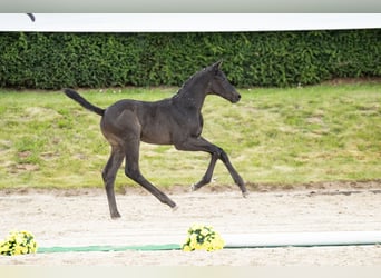 Trakehner, Stallion, Foal (05/2026), Black