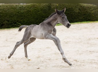 Trakehner, Stallion, Foal (03/2024), Black