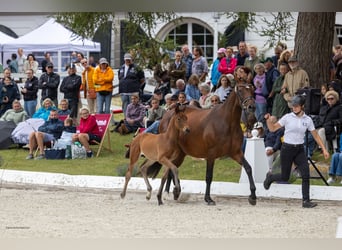 Trakehner, Stallion, Foal (05/2026), Brown