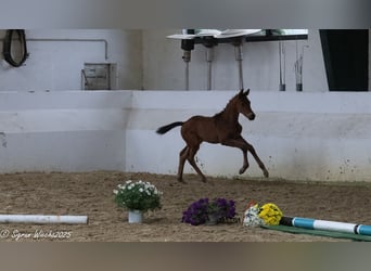 Trakehner, Stallion, Foal (04/2025), Brown