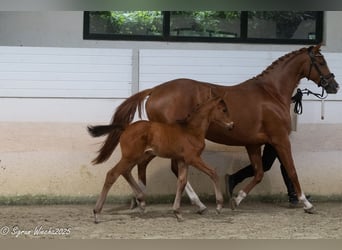 Trakehner, Stallion, Foal (04/2025), Brown
