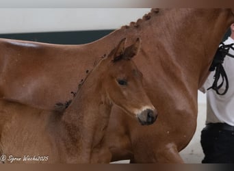 Trakehner, Stallion, Foal (04/2025), Brown