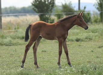 Trakehner, Stallion, Foal (05/2026), Brown