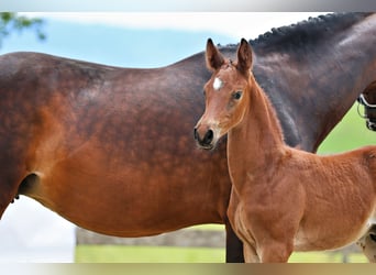 Trakehner, Stallion, Foal (05/2026), Brown