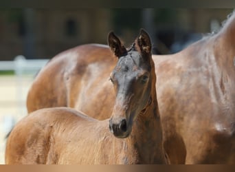 Trakehner, Stallion, Foal (04/2026), Brown
