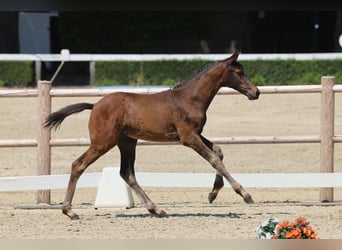 Trakehner, Stallion, Foal (04/2026), Brown