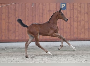 Trakehner, Stallion, Foal (04/2025), Brown
