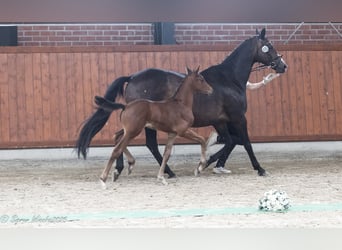 Trakehner, Stallion, Foal (04/2025), Brown