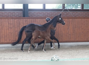 Trakehner, Stallion, Foal (04/2025), Brown