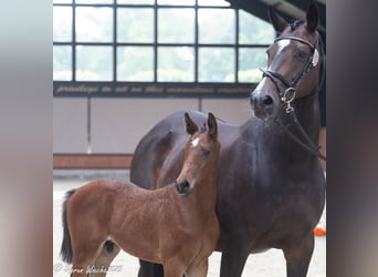 Trakehner, Stallion, Foal (04/2025), Brown