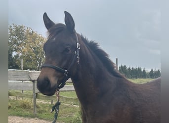 Trakehner, Stallion, Foal (05/2025), Brown