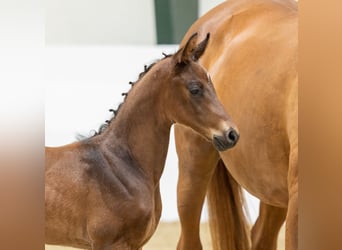 Trakehner, Stallion, Foal (05/2026), Brown