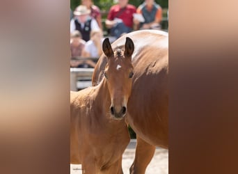 Trakehner, Stallion, Foal (04/2026), Brown