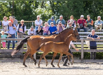 Trakehner, Stallion, Foal (05/2026), Brown